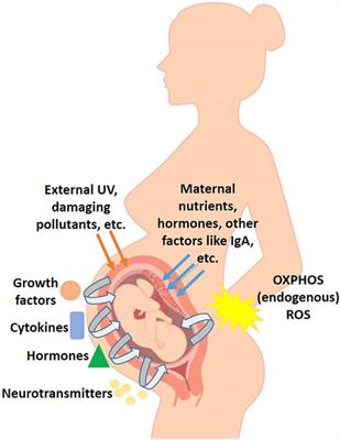 ROS-Influenced Regulatory Cross-Talk With Wnt Signaling Pathway During Perinatal Development